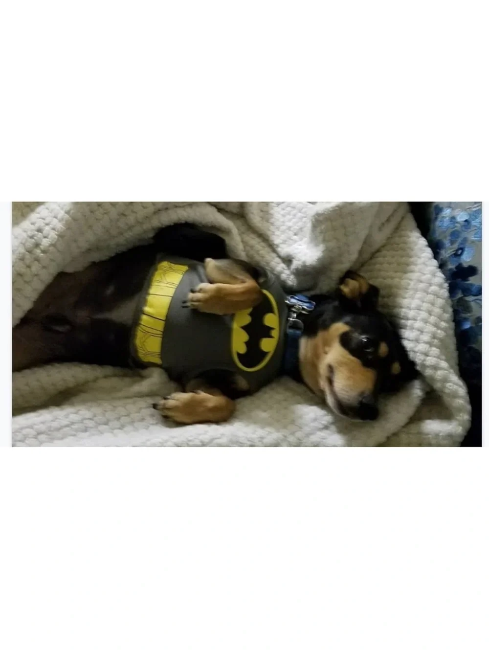 Batman Grey and Black dog Costume Shirt with Yellow Logo up to 20 lbs